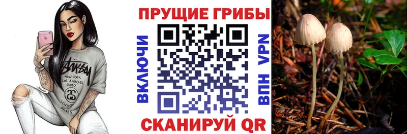 Псилоцибиновые грибы Psilocybine cubensis  Купить где  Октябрьск 